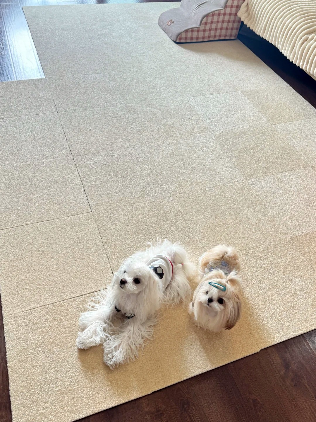 養寵裝修,寵物家庭裝修,養寵裝修選材