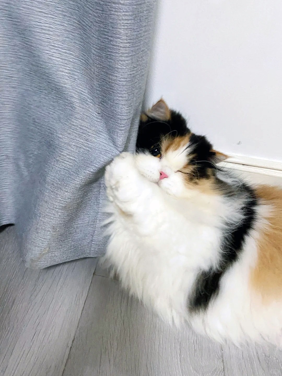 養寵裝修,寵物家庭裝修,養寵裝修選材